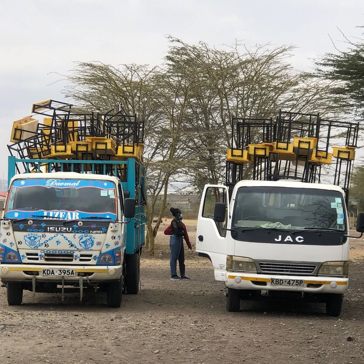 Two lorries loaded with stacked school desks parked under acacia trees.